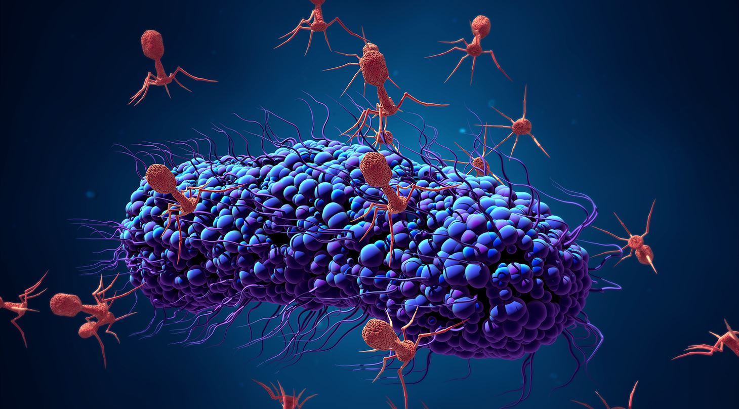 Bakteriofager angriber en bakterie